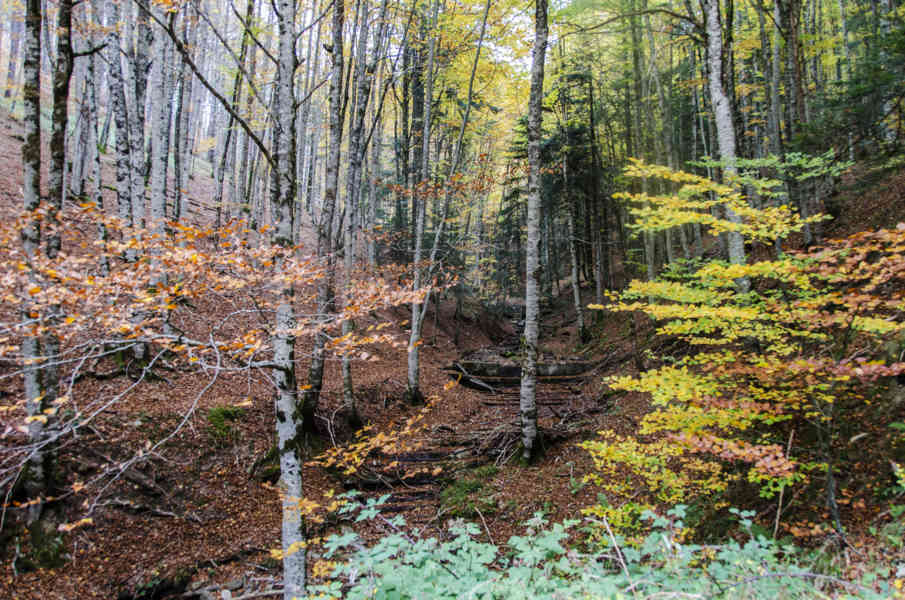 Comunidad Foral de Navarra 053 - Selva de Irati.jpg